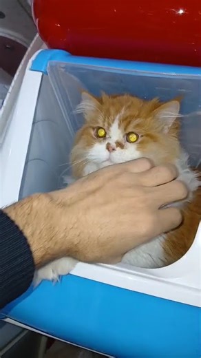 chat persan@Chat @AnimalHT2721 @AnimalChatKids