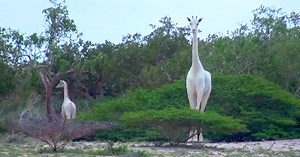 Kenya’s Only Female White Giraffe And Her Calf Killed By Armed Poachers At Sanctuary
