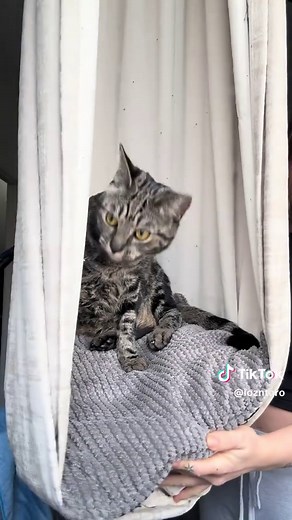 Creating a Cat Curtain Hammock for Bird Watching