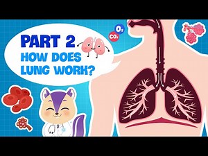 Biology | Secret of our Respiratory System (PART 2) | How do the Lungs work? | Science for kids - Videos For Kids