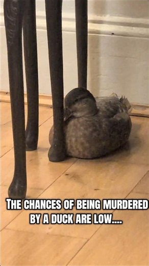 Never underestimate a duck #duck #warning #meme