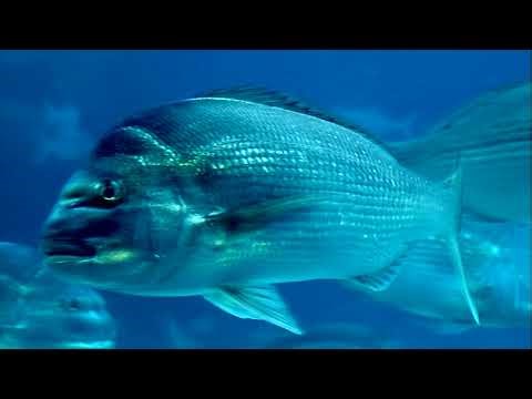 The Snapper Guardians story — celebrating the fishing community's love for Cockburn Sound!