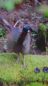 Four beautiful pheasants of Himalayas 💞 | Shangla Wildlife