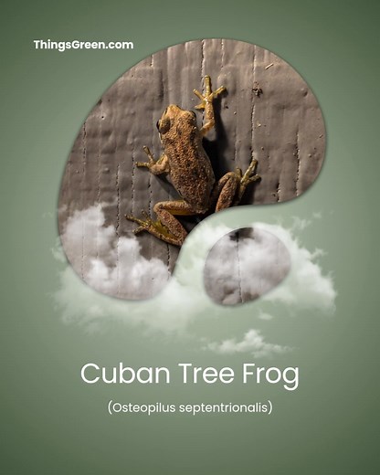 I'm on a landscape consultation and came across a dozen of this these...