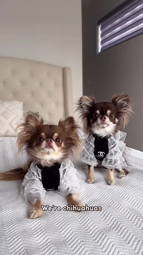 3.2K views · 247 reactions | Chihuahua user guide 邏 Please take notes But seriously, who else’s chihuahua is like this?  Chihuahuas credit:@louthechichi #sneeze #dog #sneezing #achoo #weeklyfluff #chihuahuas #chihuahuaworld #cutedogs | Chihuahuas | Facebook