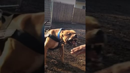 Watch This Intense Protection Pit Bull Show His Full Teeth