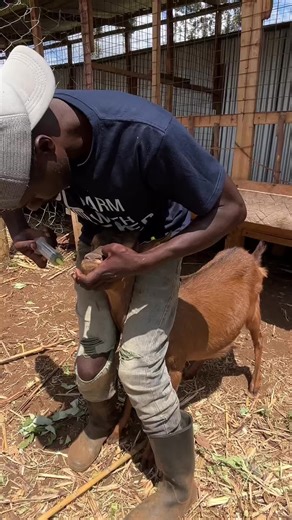 Dewarming the goats
