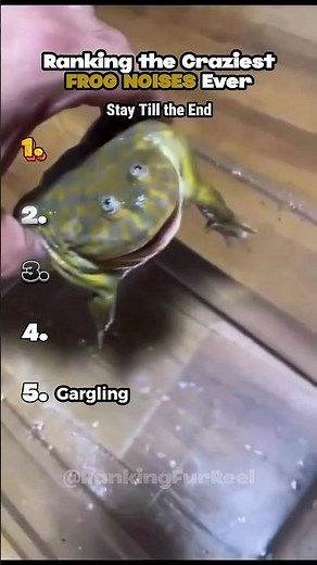 Ranking the Funniest Frog Noises Ever🐸🐸