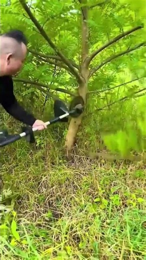 Pruning process of branches with long-handled saws