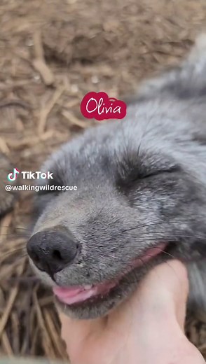 Fox have some of the most unique and adorable communication sounds. One of our favorite sounds is the happy laugh. Fox reserve this for their favorite friends and the most excited times. Which of these three do you think has the best happy laugh: Olivia, Alice or Richard? Sponsors: Jon Wexford Walking Wild Rescue is a 501(c)3 non-profit located in central Ohio and the largest captive bred fox rescue in North America. We rescue and provide a safe haven for captive bred fox and other non-wild anim