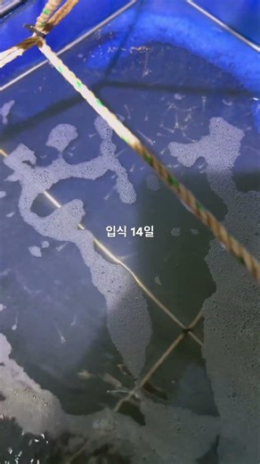 2026 uncle B bio shrimp farming(eco-Friendly Biofloc recirculating system) 입식 14day (1.000.000/6kg)