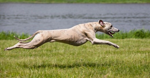 11 Super Fast Types Of Racing Dog Breeds