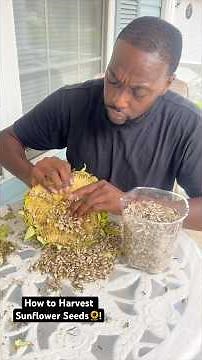 How to Harvest Sunflower Seeds!☀️🌻 #sunflowerseeds #harvest #sunflower #gardening