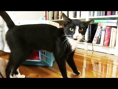 Katzen - Erste Schritte im neuen Heim - Was häufig vergessen wird