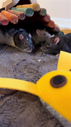 Available for adoption: Molson, Milwaukee & Moosehead! AGE AT ARRIVAL: Approximately 1 year old ARRIVAL DATE: August 6th, 2025 SPECIES: Rat GENDER: Males LOCATION: Hamilton, Ontario 🇨🇦 ADOPTION FEE: $75 for the trio NOTES: Molson, Milwaukee & Moosehead were part of a group of rats brought to a Niagara Region shelter. We were happy to get Molson, Milwaukee & Moosehead out of the shelter when a foster home became available. Molson, Milwaukee & Moosehead are shy rats. We don’t know how much handl