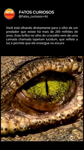 O OLHO DE UM PREDADOR 🤯 #curiosidades #animal #animals