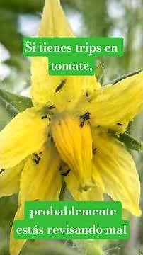 Thrips in tomatoes: the flowering error that causes damage to the fruit