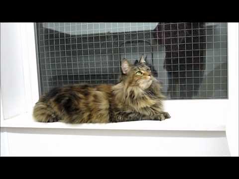 Tiffany, medium-haired declawed torbie cat for adoption at Forget Me Not Animal Shelter
