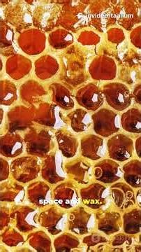 Why Bees Choose Hexagons (Mind-Blowing! #facts #discoverthewonder #wildlife