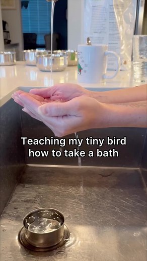 While it is natural and instinctual for birds to bathe, parrots in the wild often learn behaviors like bathing from their flock mates. In our homes, they may not have that opportunity. Other factors like a negative relationship with water, phobias, and past trauma can make encouraging a bird to bathe more difficult. However, bathing a an important part of keeping your bird happy and heathy. Regular bathing encourages proper preening, helps with molting, and moisturizes feathers. #parrotlet #bath