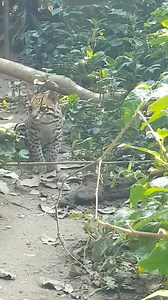 28K views · 1.3K reactions | The Oceot!  The Emperor Valley Zoo is home to ocelots. Learn more about this wild cat species, narrated by Zoological Officer, Sharleen Khan.. #ZooEducation #EmperorValleyZoo #Ocelot | Emperor Valley Zoo | Facebook