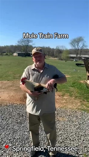 Exploring Mule Train Farm in Tennessee: A Game Farm Journey