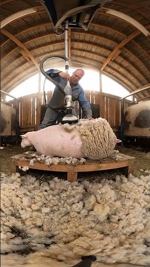 Machines shearing sheep