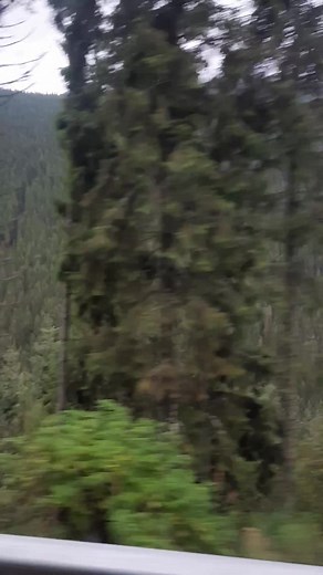 Exploring a Majestic Coniferous Forest Landscape