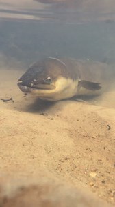 423 reactions · 38 shares | Tuna, our native longfin eels, are some...