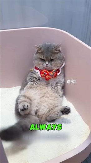 This Cat Is DONE With Everyone Today #grumpycat #funnycats #viralcat