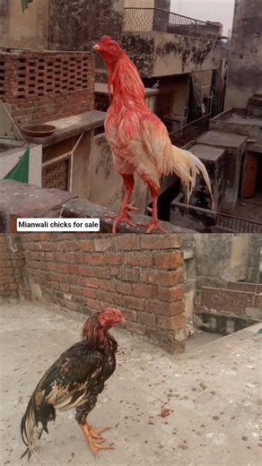 mianwali vs Java aseal #fypシ #mianwaliaseels #unfrezzmyaccount