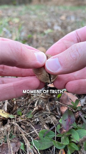 Is this wild mushroom edible? The specimen in the video is likely a species of Lycoperdon, a common small “puffball” mushroom. I don’t usually bother with these because they’re pretty tiny and not worth the effort, but I found a bunch of them, so I wanted to check their state on the inside. In the next video, I’ll be cooking them! #foraging #nature #puffball #mushrooms #fungi | Feral Foraging