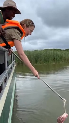 Crocodile Grabs Tourist’s Camera Pole Kakadu National Park, Australia — August 2024 A close-up wildlife moment turned tense in seconds when a curious crocodile reacted to a tourist’s camera during a river excursion. The video begins with calm footage from a boat as a massive saltwater crocodile floats just below the surface, barely moving. The tourist slowly extends a camera pole toward the animal, attempting to capture a dramatic shot. For a brief moment, the crocodile remains still, its eyes f