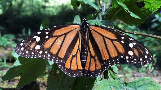 Millions of migrating monarch butterflies descend on Mexico