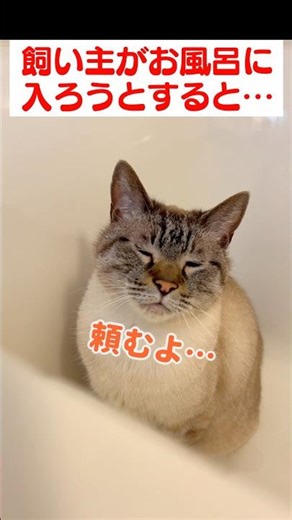 A cat that's furious in the bathroom