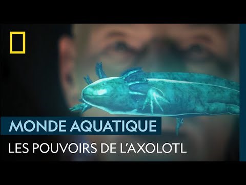 L'axolotl, cette salamandre indestructible