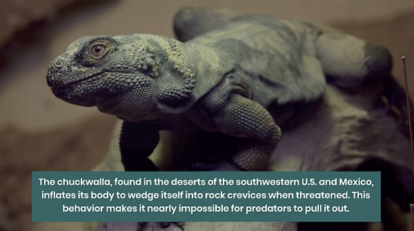 13 Reptiles With Unique Adaptations to Extreme Environments