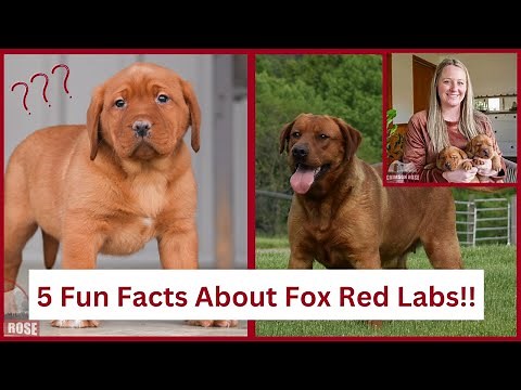 Fox Red Labrador Retriever - Top 5 Facts!!
