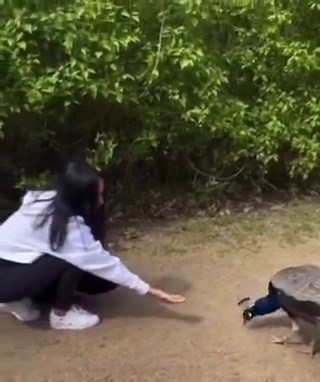A woman offered food to a peacock, and the peacock thanked her in the most beautiful way