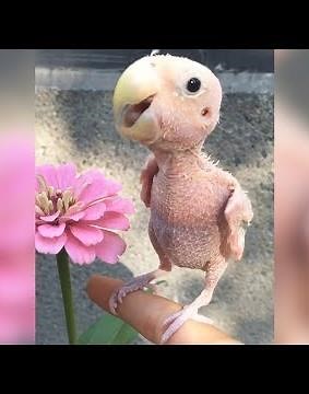 Naked Bird Who Lost Her Feathers Is So Loved Now | The Dodo