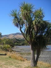 Tī Kōuka – The Cabbage Tree