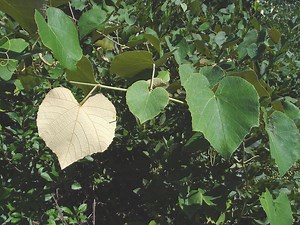 Vitis labrusca - Alchetron, The Free Social Encyclopedia