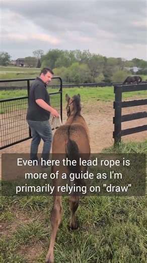 Leading the Body, Not the Head: Building Connection From Day One From the very first day a foal is