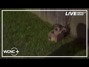 Opossum set on fire in viral video: FBI investigating animal cruelty