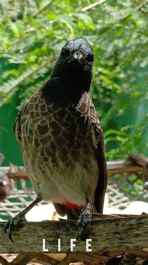 The bulbul's solo dance in front of the camera