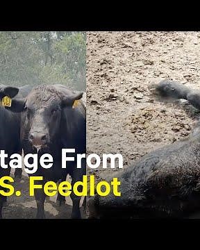 Investigation Reveals Animals Suffering From Extreme Heat