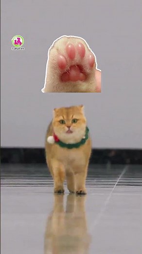 Secrets about cat paws you didn't know