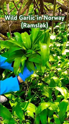 Foraging Wild Garlic (ramsløk) in Norway.