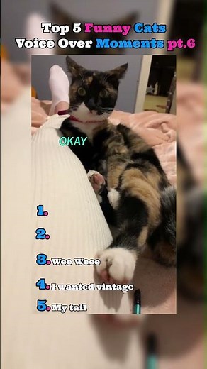 Top 5 funny cats voice over moments pt.6 😂😂😂😂
