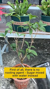 1.9K views | Five tips for growing flowers #gardeningfun #gardening_feature #urbangardening #gardeninguk #gardeningphoto #gardeningistherapy #gardening101 #gardeningisfun #gardeningtime #gardeningday #gardeningproblems #gardeninggoals #gardeningideas #gardeninglove #gardening4pleasure #gardeningtips #gardeningmakesmehappy | Daily Garden Life | Facebook